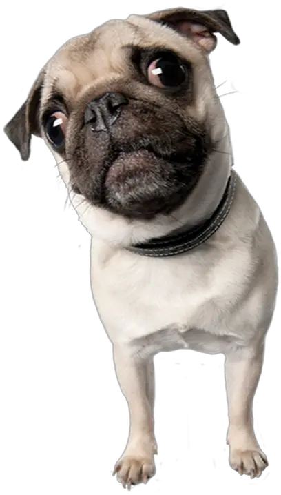 Dog Pug Snout Clipart Pug Png Pug Transparent