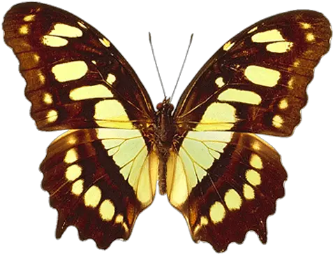 Png Transparent Brown And Yellow Real Butterfly Clipart Butterfly Real Clipart Butterfly Flying Png png