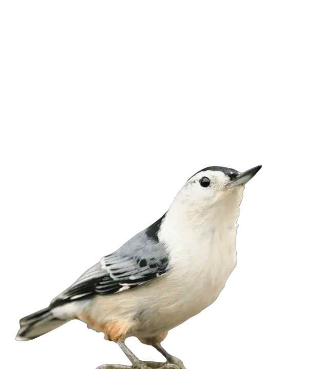 Bird Flock Png White Breasted Nuthatch Png Bird Flock Png