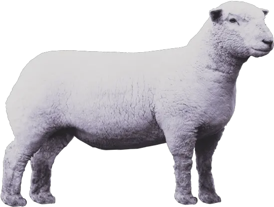 Lamb Png 1 Image Clipart Lamb Png Lamb Png