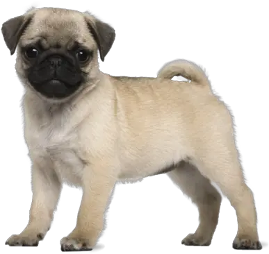 Baby Alive 5 Month Old Pug Png Pug Png