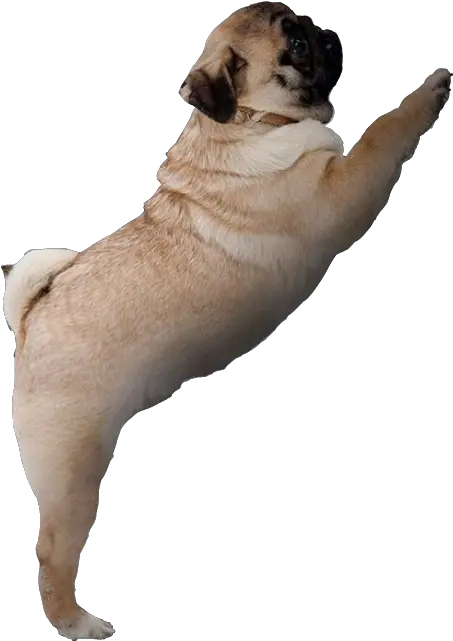 Pug Pug Png Pug Transparent Background