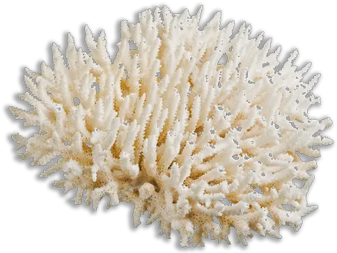 Coral Bleaching Coral Reef Coral White Background Png Coral Transparent