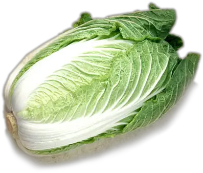 Chinese Cabbage Transparent Background Chinese Cabbage Transparent Background Png Cabbage Transparent