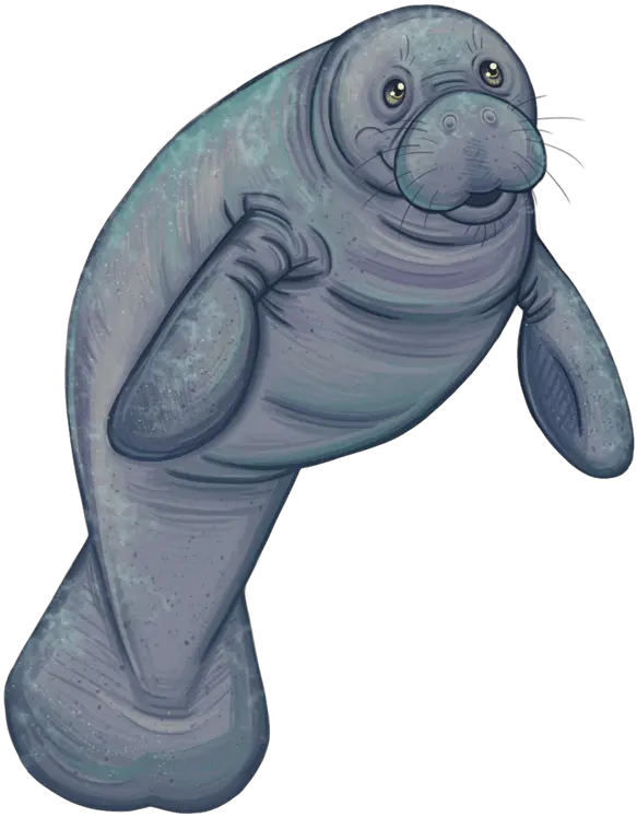 Manatee Clipart Png Manatee Clipart Manatee Png