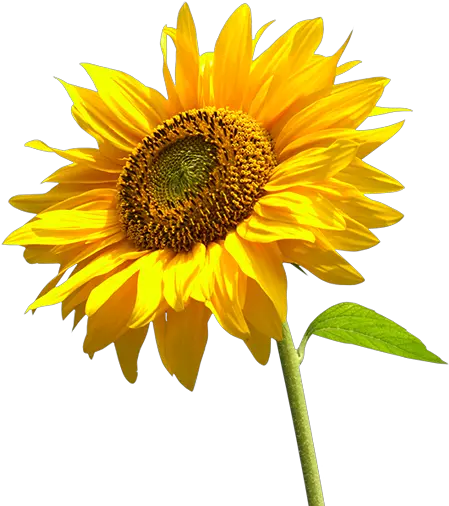 Sunflower Transparent Background Sun Flower In Png Sunflower Transparent Background