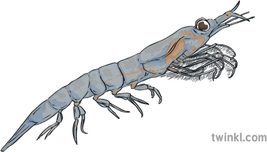 Plankton Single Sealife Creature Shrimp American Lobster Png Plankton Png