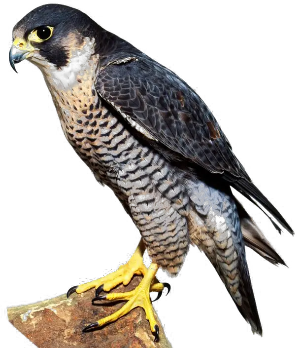 Download Falcon Png Image Falcon Bird Falcon Png