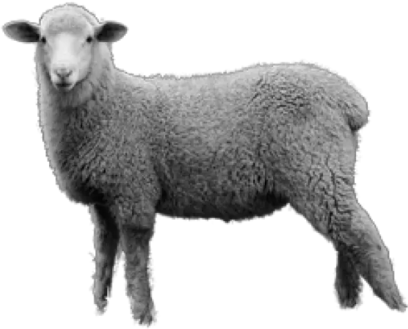 Sheep Png Free Download 12 Download Images Of Sheep Sheep Png