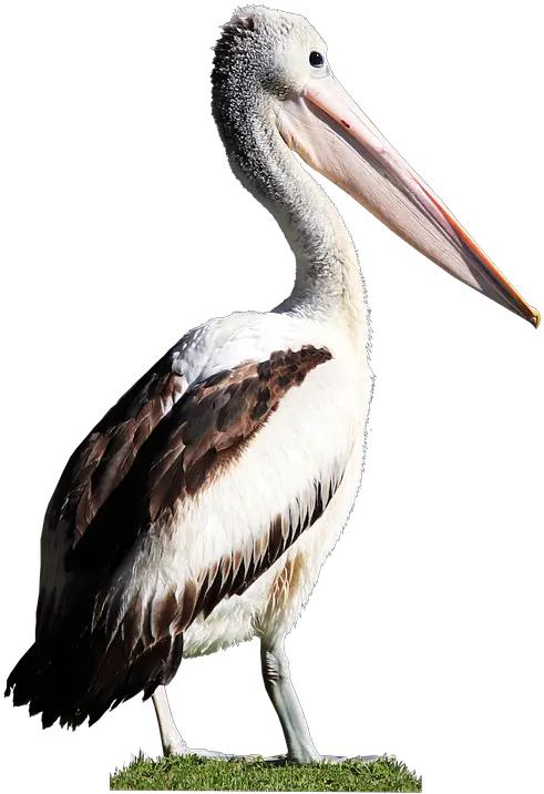 Bird Pelican Beak Pelicano Png Pelican Png