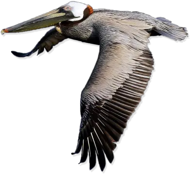 Pelican Png Transparent Images Transparent Pelican Png Pelican Png