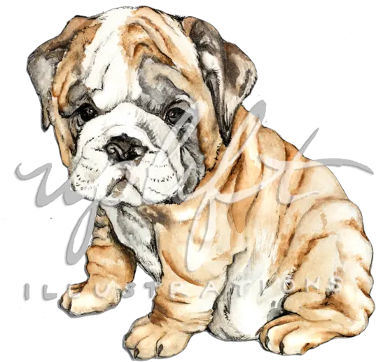 Uplift Illustrations Png Bulldog