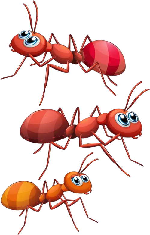 Download Ants Cartoon Png Ant Transparent