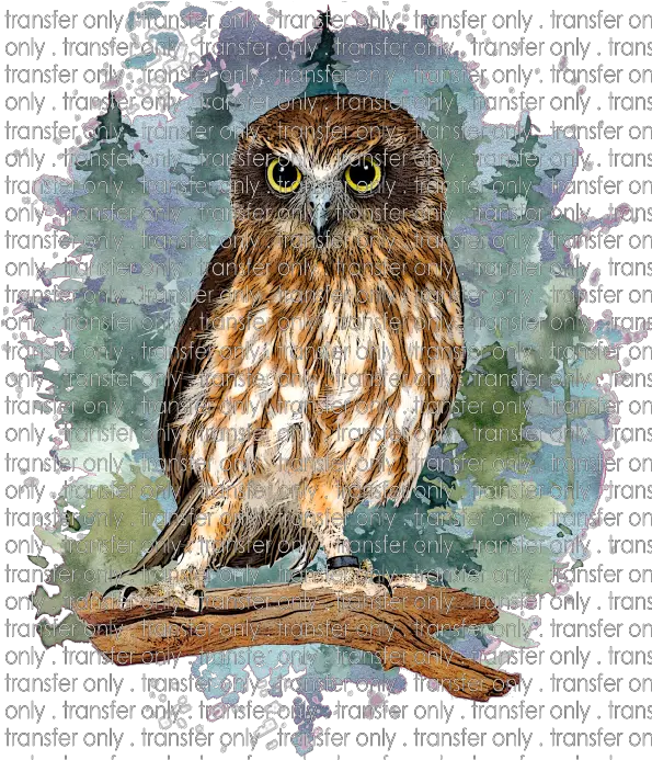 Siser Anm 14 Owl In Forest Eastern Screech Owl Png Owl Transparent