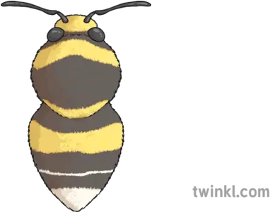 Garden Bumblebee Illustration Twinkl Honeybee Png Bumble Bee Png