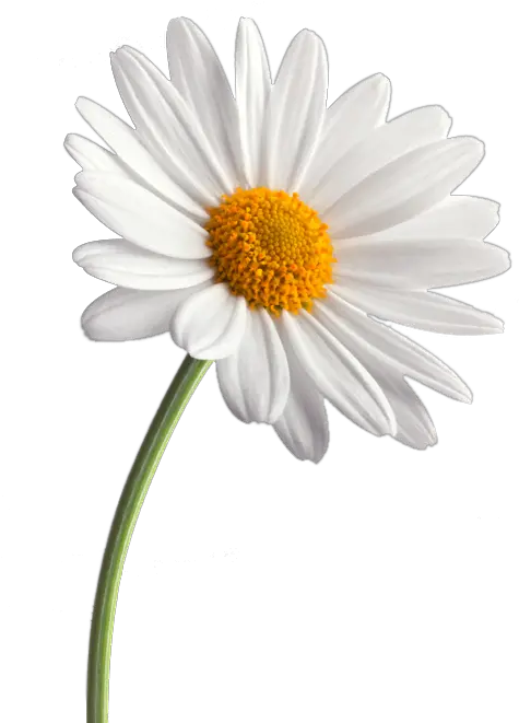 Download White Daisy Png Clipart Black Anatomy Of A Daisy Daisy Png