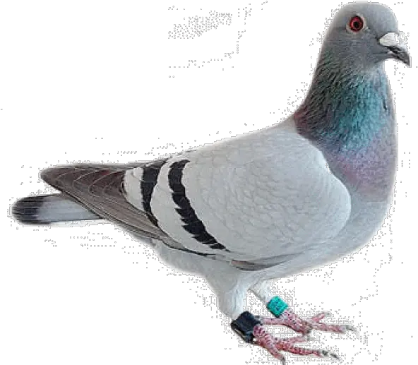 Dove Bird Png Pigeon Transparent Png Pigeon Png