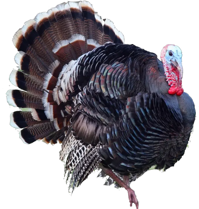 Turkey Bird Png Turkey Png Turkey Transparent