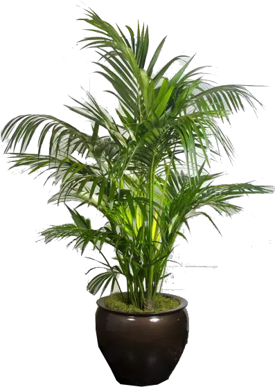 Desert Shrub Big Pot Indoor Plants Hd Png Download Houseplant Desert Plant Png