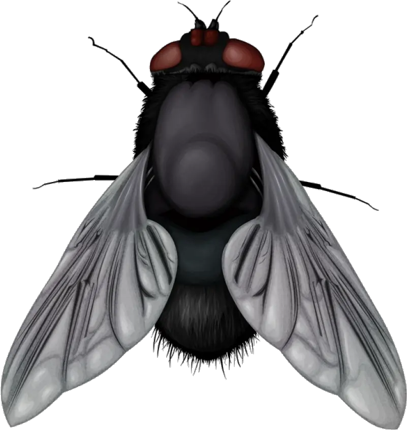 Fly Png Image Fly Png Fly Png