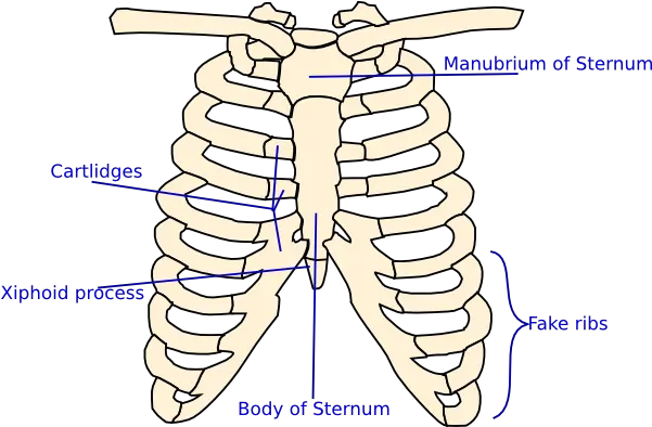 Labelled Rib Cage Clip Art Vector Clip Art Human Rib Cage Diagram Png Rib Cage Png