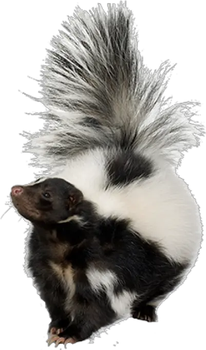 Skunk Png And Vectors For Free Download Skunk Png Skunk Transparent