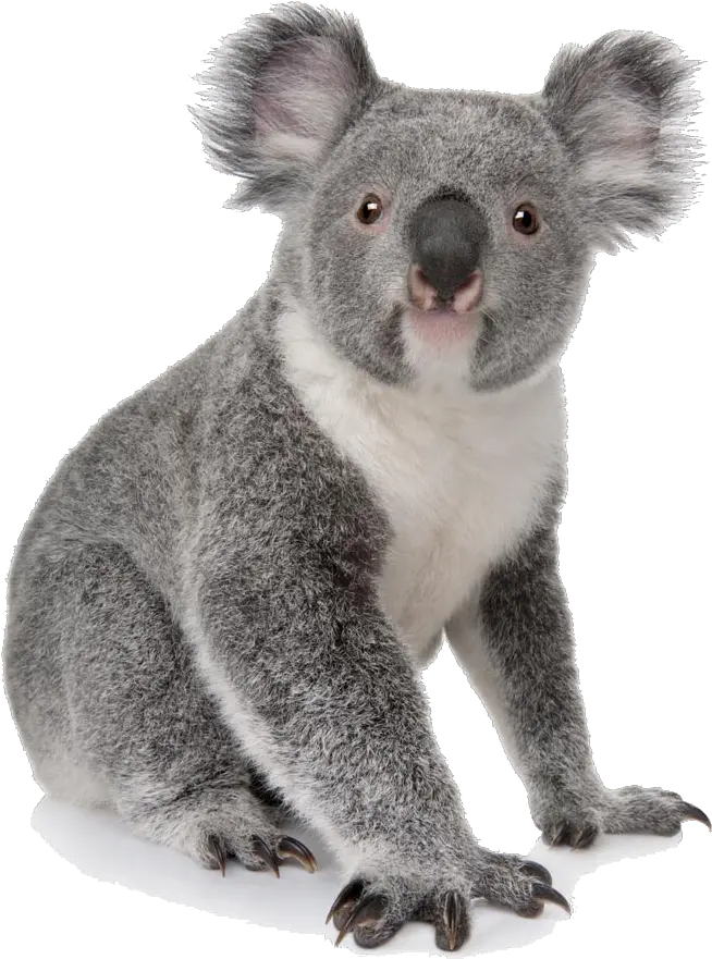 Koala Bear Png Transparent Koala Png Koala Transparent