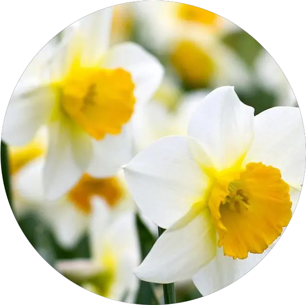 Daffodil Png Daffodil Daffodil Png
