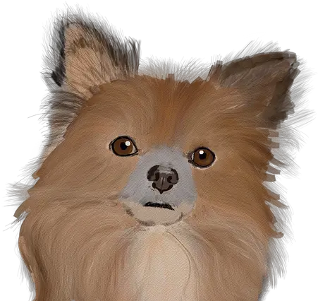 Dog Cute Animal Free Image On Pixabay Northern Breed Group Png Pomeranian Png