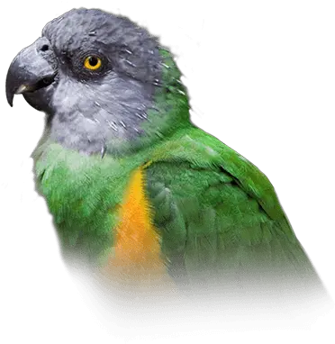 Senegal Parrot Personality Food U0026 Care U2013 Pet Birds By Budgie Png Parrot Transparent