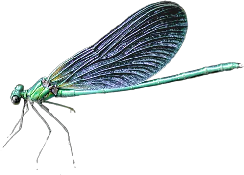 Download Dragonfly Png Transparent Dragonfly Transparent Background Dragonfly Png