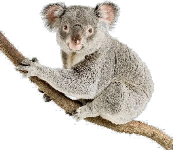 Koala Png Pic Koala Transparent Background Koala Png