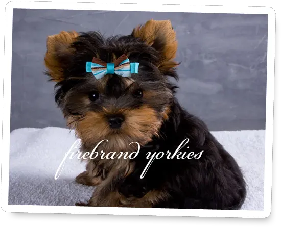 Firebrand Yorkies Quality Yorkshire Terrier Breeder In Wi Picture Frame Png Yorkie Png