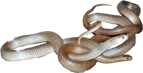 Further Records Of Aggregations Various Species Australian Snake Png Snake Transparent