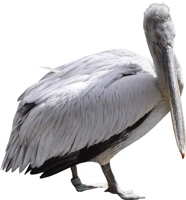 Png Download Image Pelican Pelican Png