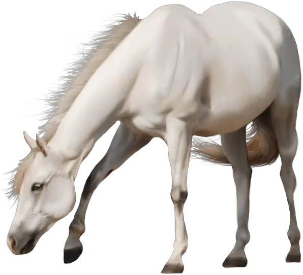 Beautiful White Horse Transparent Png White Horse Transparent Background White Horse Png