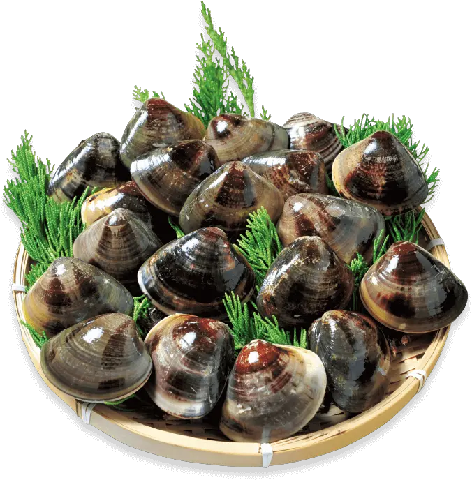 Download Kuwanau0027s Famous Hamaguri Clams Are Known For Their Oyster Png Clam Png