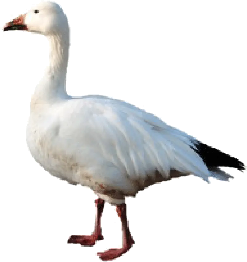 Goose Hunting Snow Goose Png Goose Transparent