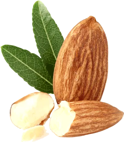 Almond Png Transparent Free Images Almond Bud Png Almond Png