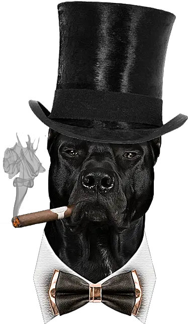 Dog Cigar Png Boxer Cigar Png