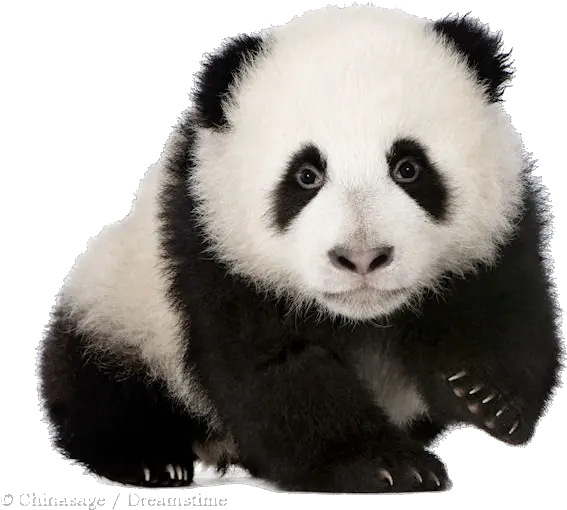 Imagem Desenho Menina De Boné Em Png Baby Panda Png Cute Panda Png