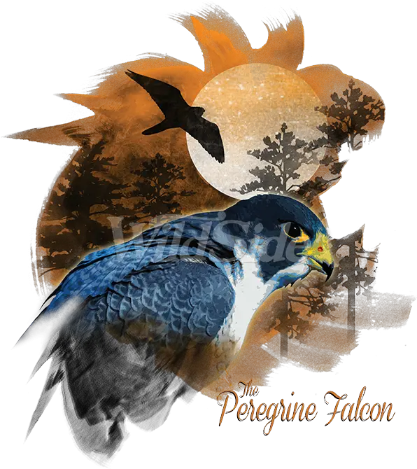 Peregrine Falcon Png Birds Of Prey Peregrine Falcon Swallow Falcon Png