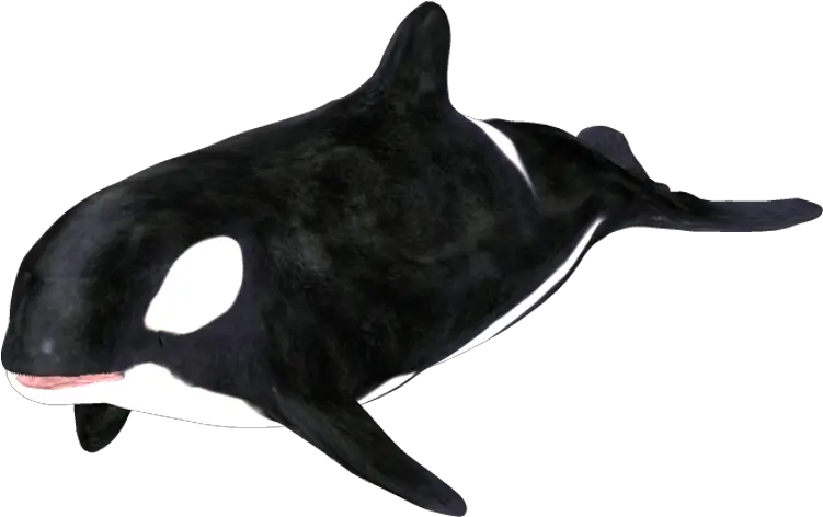 Download Hd Orca Clip Art Killer Whale Transparent Png Killer Whale Killer Whale Png