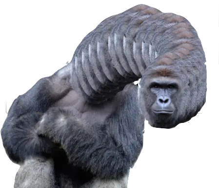 Rip Harambe Steemit Harambe Meme Png Harambe Transparent