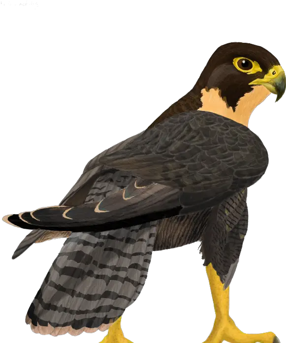 Download Falcon Free Png Image Hq Transparent Peregrine Falcon Cartoon Falcon Png