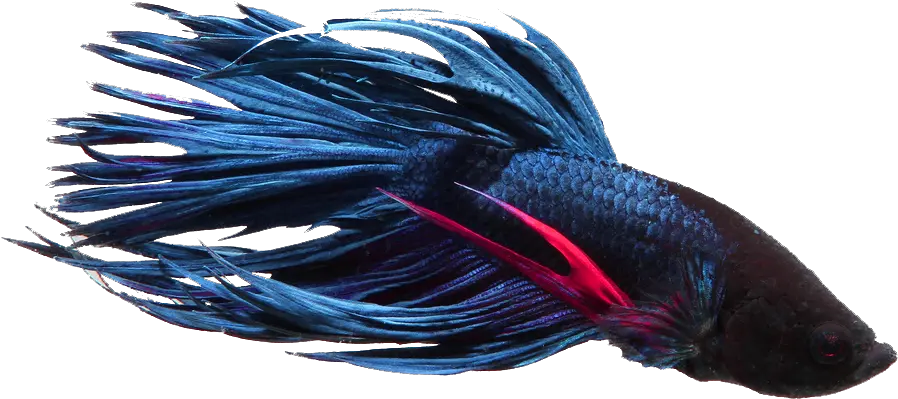 Betta Fish Png Transparent Betta Fish Blue Betta Fish Tetra Fish Siamese Fighting Fish Betta Fish Png png