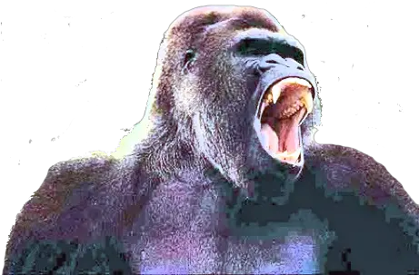 The Gorilla Online Story Bank Gorilla Roar Png Gorilla Transparent