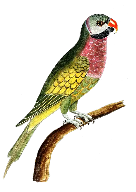 Colorful Parrot Free Png Image Arts Parrots Colorful Png