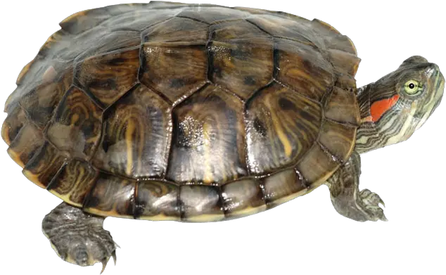 Box Turtle Transparent Png Red Ear Snapping Turtle Turtle Transparent Background