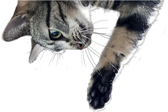 Science Diet Transparent Cat Png Transparent Cat